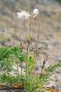 Overblown small pasque flower, Pulsatilla pratensis seedhead Royalty Free Stock Photo