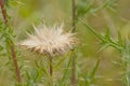 Overblown thistle flower with white fluffy seeds