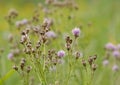 Overblown thistle flowers in a field