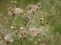 Overblown thistle flowers with white fluffy seeds