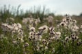 Overblown thistle plants up close