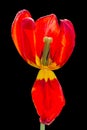 Overblown tulip on black Royalty Free Stock Photo