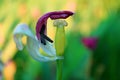 Overblown tulip flower. Royalty Free Stock Photo