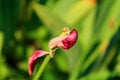 Overblown tulip flower. Royalty Free Stock Photo