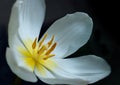 Overblown white tulip Royalty Free Stock Photo