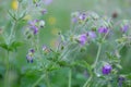 Overblown wood cranesbill, Geranium sylvaticum Royalty Free Stock Photo