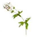 Overblown wood cranesbill, geranium sylvaticum isolated on white background