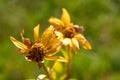 Overblown yellow Coneflower Royalty Free Stock Photo