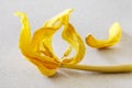 Overblown yellow tulip on paper background Royalty Free Stock Photo