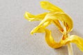 Overblown yellow tulip on paper background Royalty Free Stock Photo