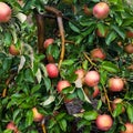 Overburdened Apple Tree Royalty Free Stock Photo