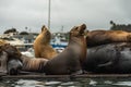 Sea Lions Close Up, Seal Colony on a Floating Dock Royalty Free Stock Photo