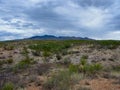 Sonoran Desert Landscape Royalty Free Stock Photo