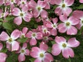 Overcast Pink Dogwood Flowers in April Royalty Free Stock Photo