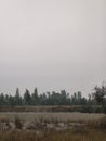 Overcast rural landscape featuring a field, distant trees, and a muted color palette Royalty Free Stock Photo