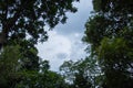 Overcast sky above dark green trees Royalty Free Stock Photo