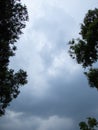 Overcast sky above dark green trees Royalty Free Stock Photo