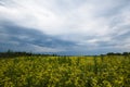 Overcast sky field wild. Dramatic nature background. Summer nature. Colorful spring landscape. Sky dark blue clouds background. Royalty Free Stock Photo