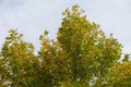 Overcast sky and green yellow foliage of Fraxinus pennsylvanica  in October Royalty Free Stock Photo