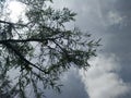 Overcast sky with leaves that adorn the afternoon sky on Lake Tao, North Padang Lawas