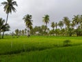 Overcast sky in the middle of green rice fields.