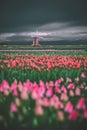 Overcast spring mornings over tulip fields in Oregon