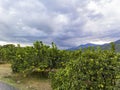 Overcast view of mature pear hanging on tree Royalty Free Stock Photo