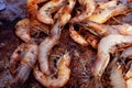 Overcooked prawns on a barbeque Royalty Free Stock Photo