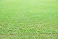 Overecposed natural asian green grass closeup in the morning with blured bokeh background