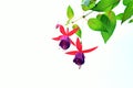 Overexposed background photo of a red and purple fuchsia