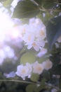 Overexposed hazy glow over blooming jasmine Royalty Free Stock Photo