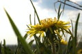 Overexposed image of dandelion, blurred shot. Abstract nature background. Yellow flower outdoor.