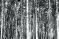 Overexposed image of straight birch and pine trees in black and white