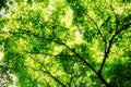 Overexposed Leaves Royalty Free Stock Photo