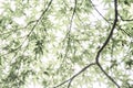 Overexposed Leaves Royalty Free Stock Photo