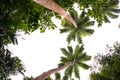 Overexposed photo of palm trees in a botanic garden