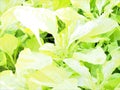 Vegetable leaves overexposed, special effect Royalty Free Stock Photo