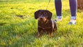 Overexposure of a dachshund mestizo with a temporary residence and a dog walking