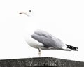 Overexposure shot of a gull bird perched on a stony surface on a white background