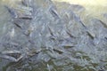 Overfishing carp fish