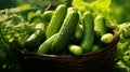 Overflowing basket of luscious and green cucumbers