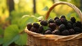 Overflowing baskets showcasing a variety of luscious and sun ripened blackberries