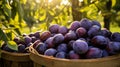 Overflowing baskets showcasing a variety of luscious and sun ripened plums