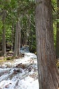 Overflowing creek bed in Glacier National Park Royalty Free Stock Photo