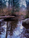 Overflowing forest creek in winter Royalty Free Stock Photo