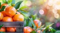 Overflowing ripe oranges in lush garden embodying the essence of a bountiful harvest