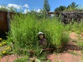 Overgrown abandoned garden. unkempt garden. weeds grass in the flower beds Royalty Free Stock Photo