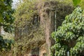 Overgrown abandoned homes on Yim Tin Tsai, an island in Sai Kung, Hong Kong, which is home to an abandoned fishing village. Royalty Free Stock Photo