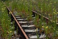 Overgrown abandoned railroad