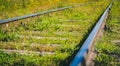 Overgrown abandoned railroad track. Railroad abstract conceptual photo. Royalty Free Stock Photo